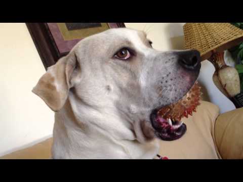 TREEING WALKER COONHOUND/PITBULL TERRIER MIX: loves his ball and won&#039;t let go!