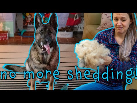 NO MORE SHEDDING! We Solved our German Shepherd&#039;s Shedding Problem.
