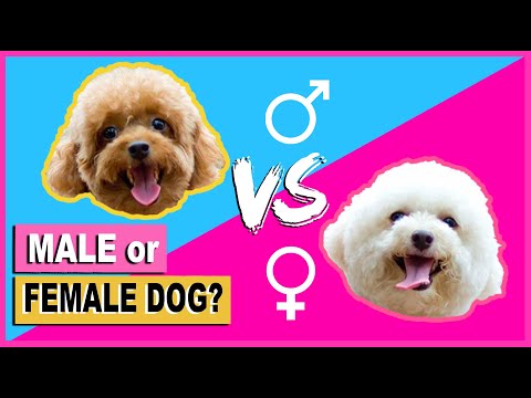 SHOULD I GET A MALE OR FEMALE TOY POODLE PUPPY/DOG- THINGS TO KNOW | The Poodle Mom
