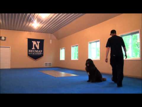 Maggie (Chocolate Newfoundland) Boot Camp Dog Training