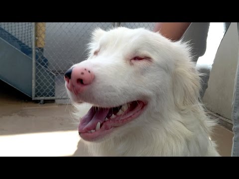 White Australian Shepherd: Info, Facts & Traits (With Pictures)