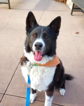 Akita German Shepherd Mix: Info, Pictures, Traits & Facts