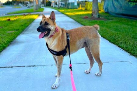 Akita German Shepherd Mix: Info, Pictures, Traits & Facts