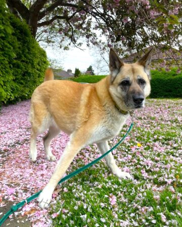 Akita German Shepherd Mix: Info, Pictures, Traits & Facts