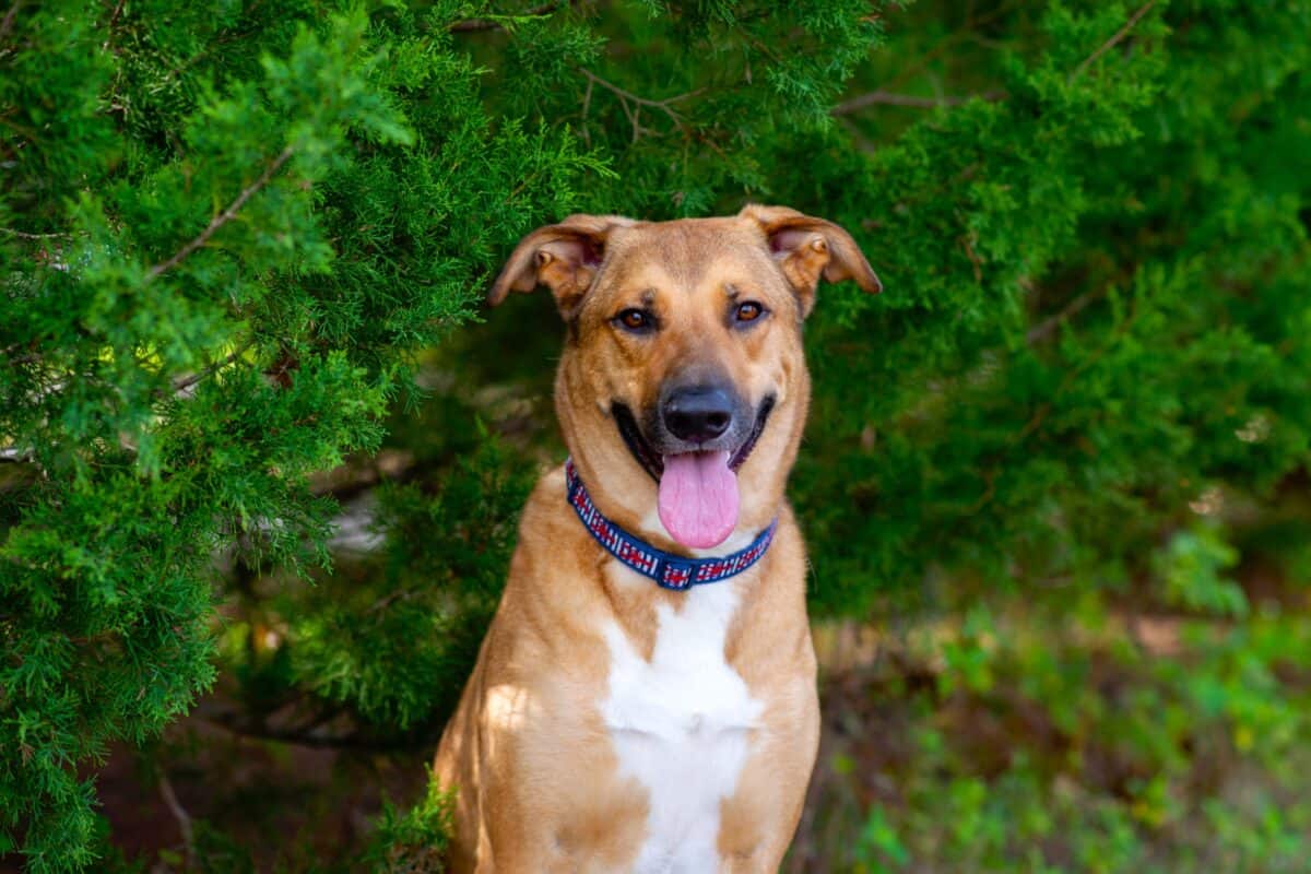 German Anatolian Shepherd | Dog Breed Info, Pictures & Facts