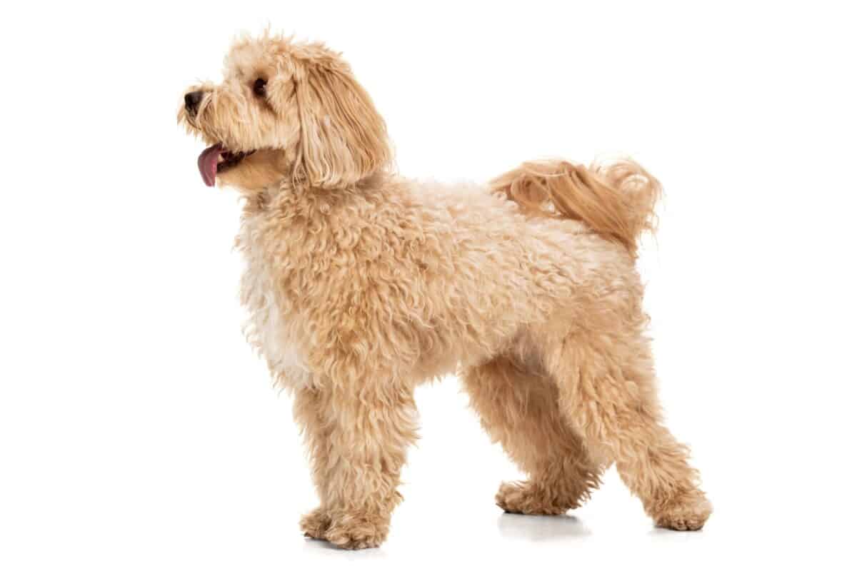 Apricot Maltipoo Appearance, Health & Facts