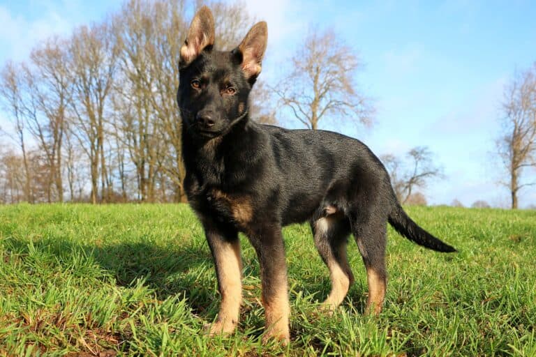 Miniature German Shepherd Facts About This MiniSized GSD!