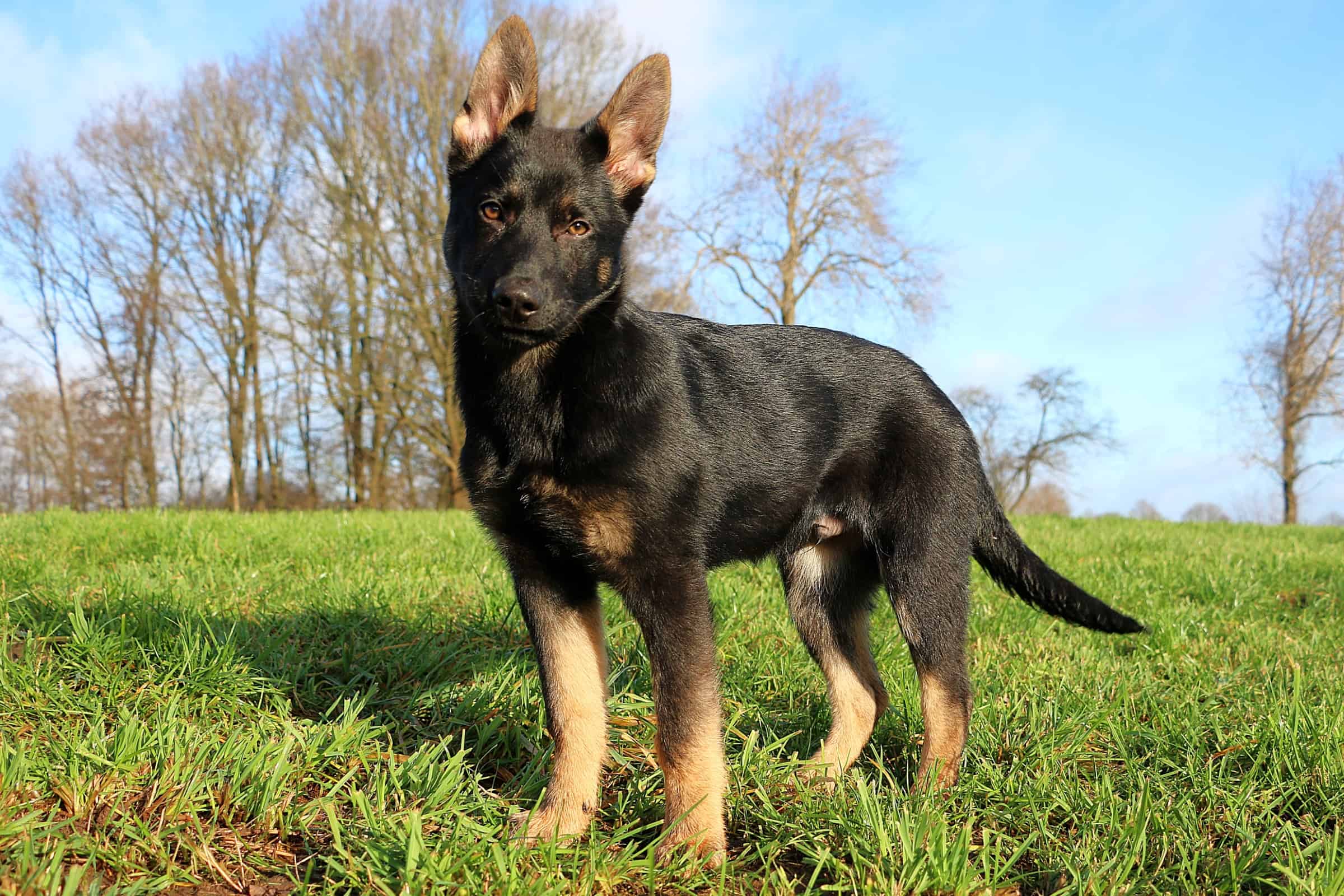 Miniature German Shepherd Facts About This Mini Sized GSD 