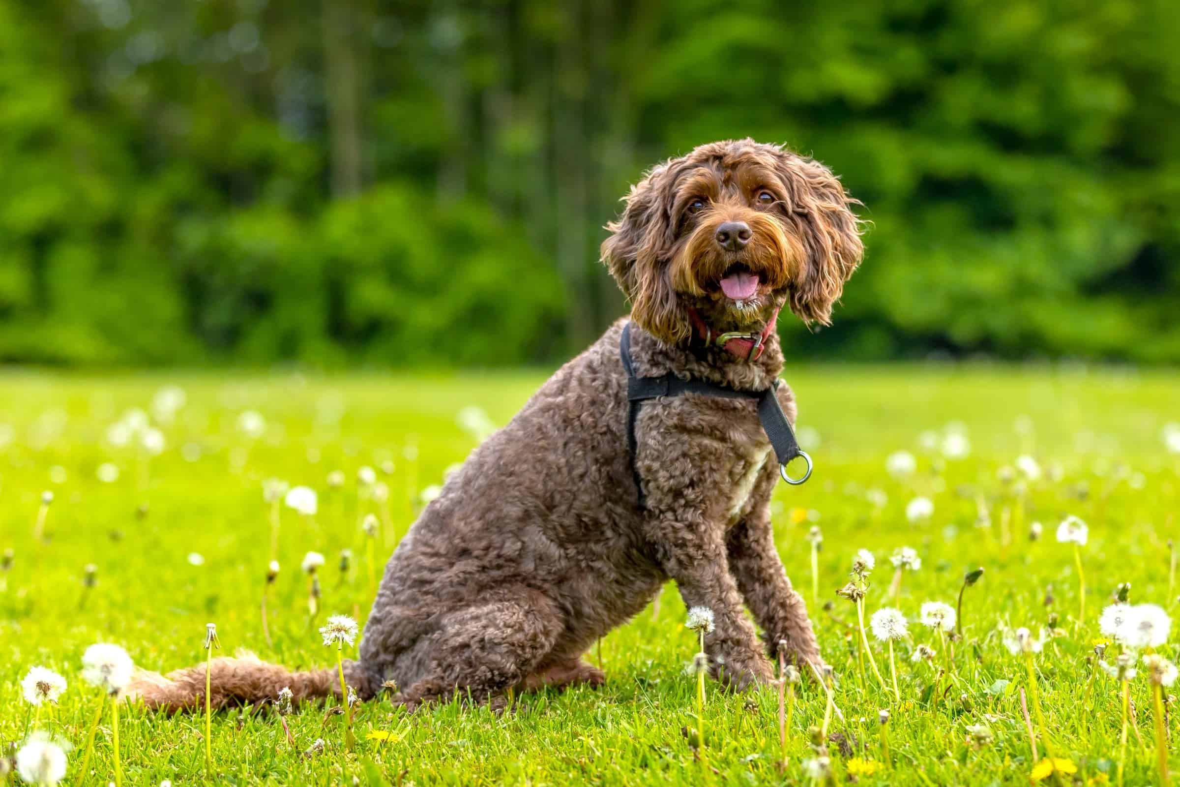 Spoodle Mixed Breed Information, Pictures, Traits & Facts