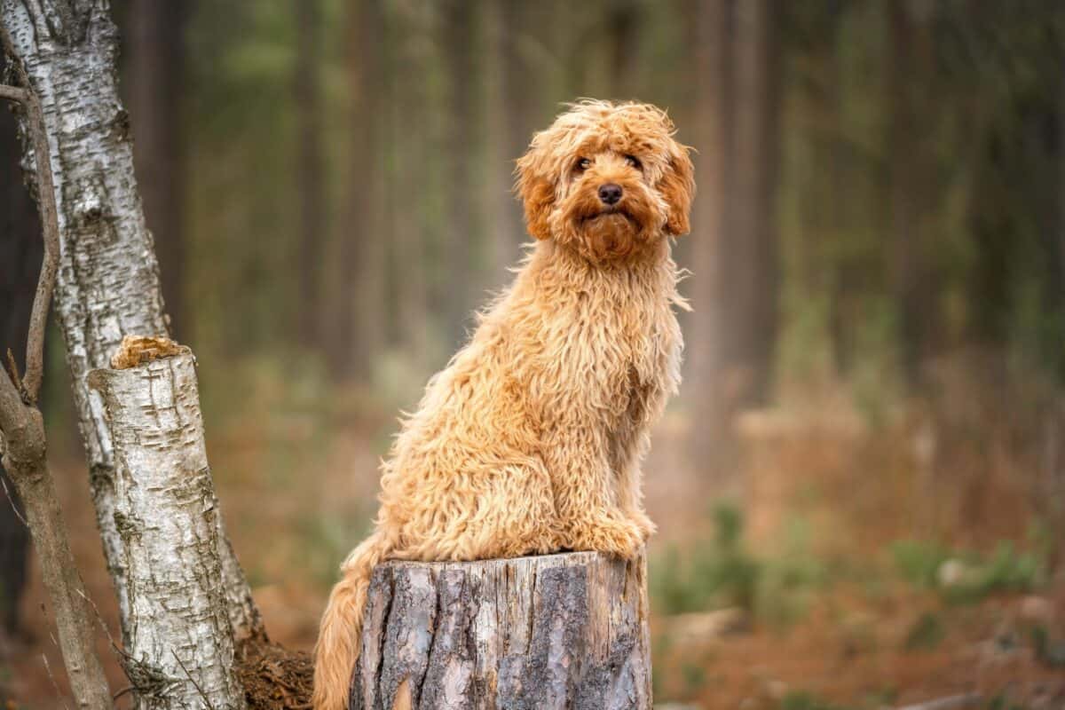 Cavoodle | Mixed Breed Information, Pictures & Facts