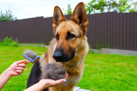 Curated visual reference: Gallery Detail: German Shepherd Shedding How Much Do They Really Shed