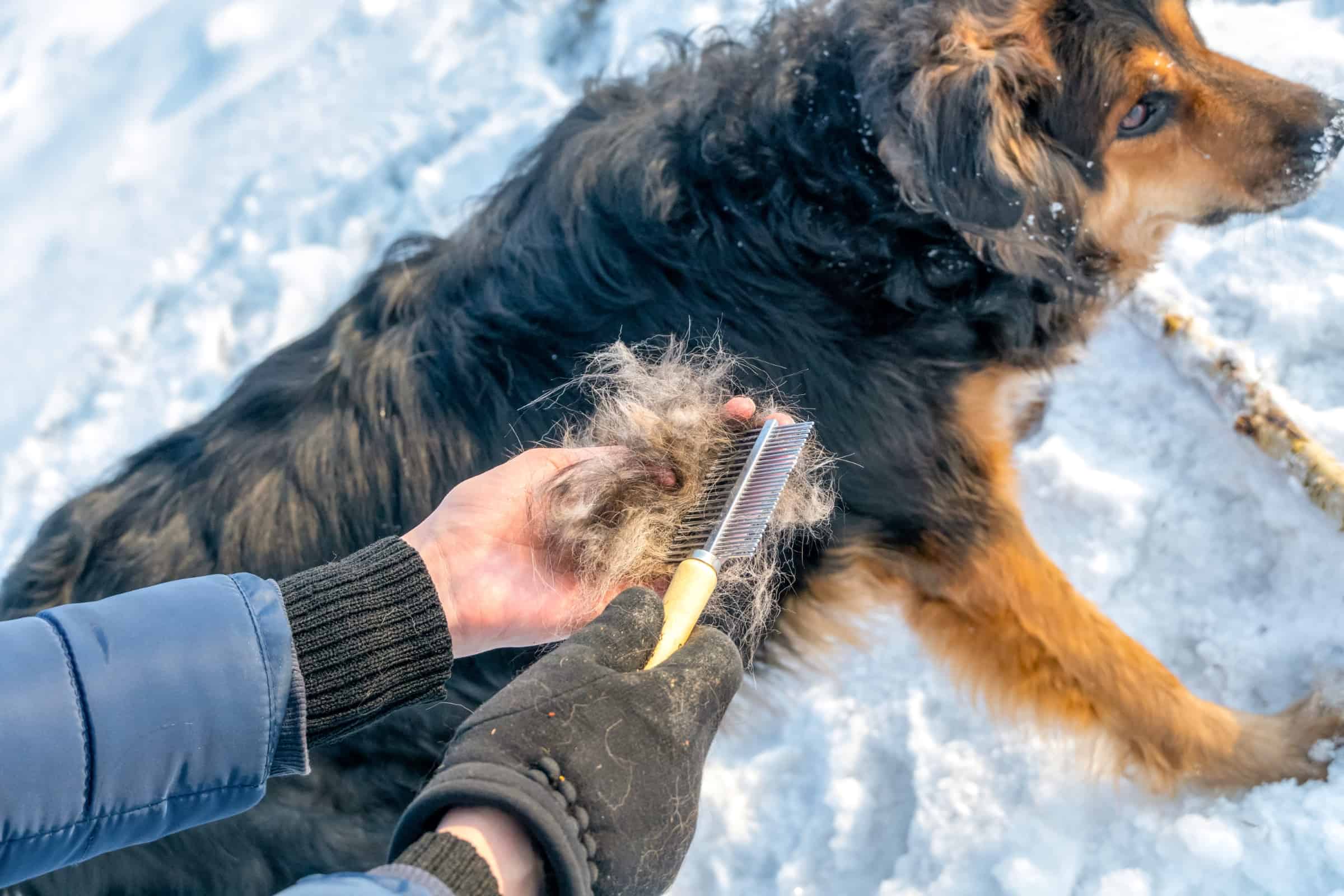 German Shepherd Shedding How Much Do They Really Shed?