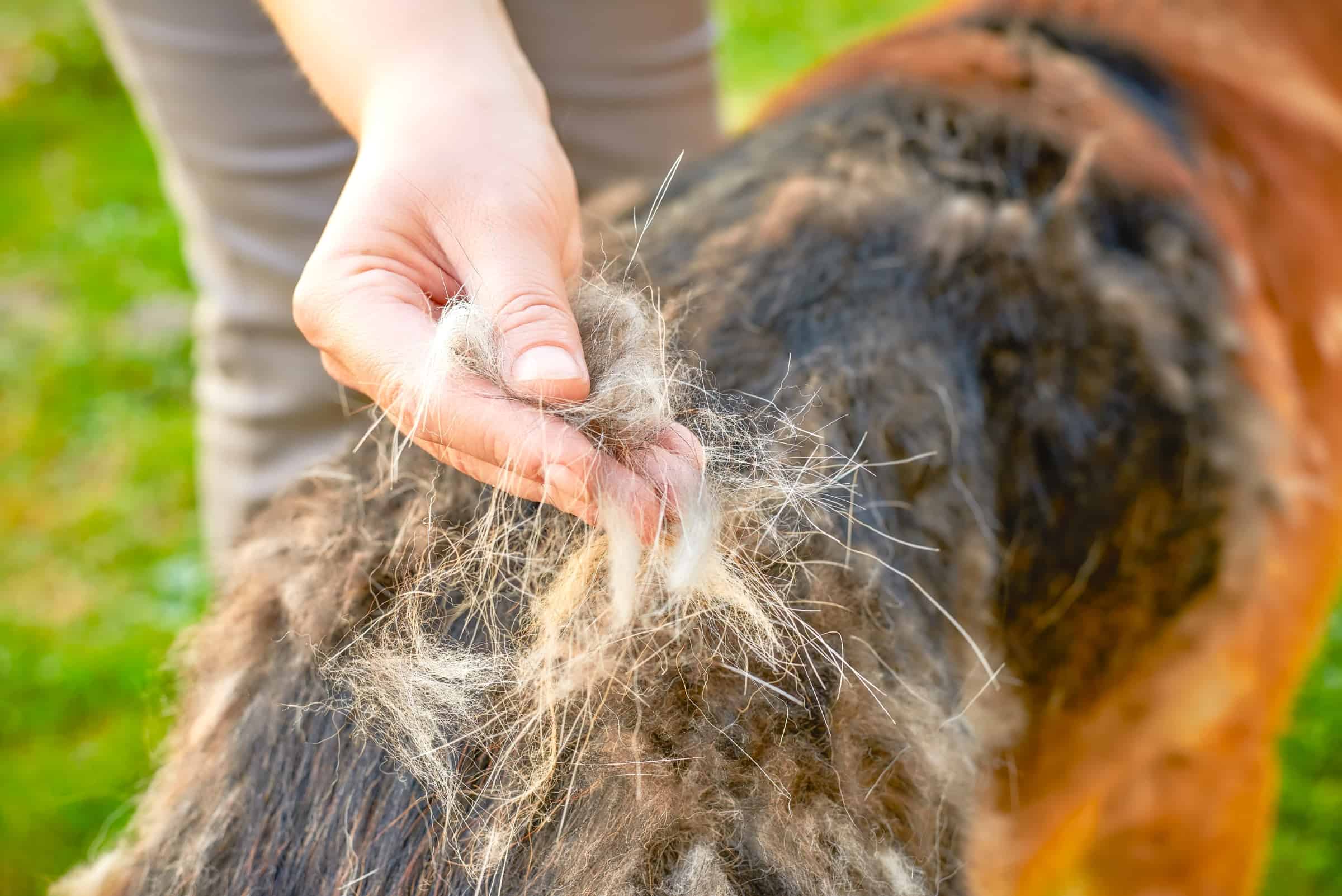 German Shepherd Shedding: How Much Do They Really Shed?