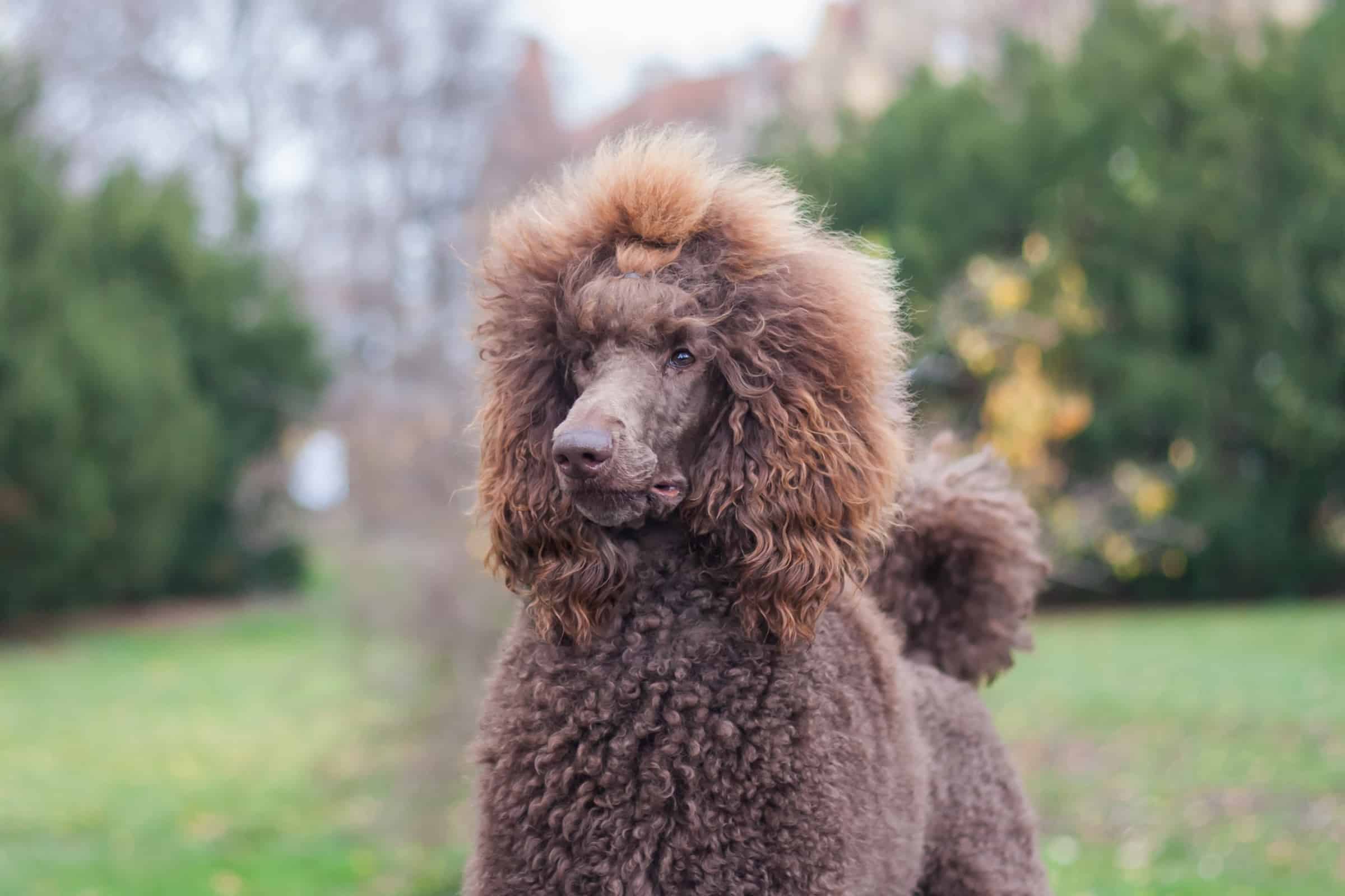 The Hunting Poodle Info, History, Appearance & Pictures