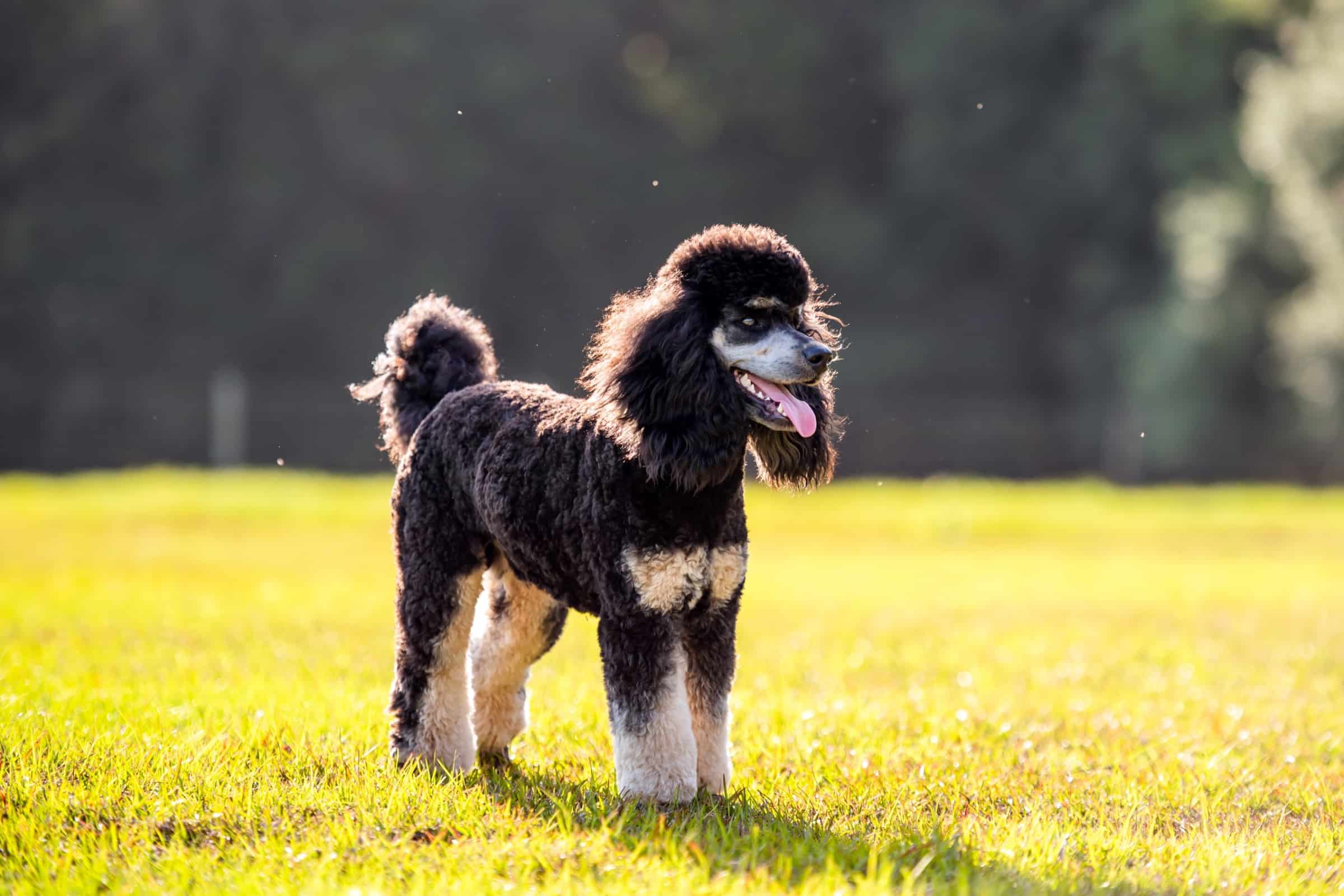 The Hunting Poodle Info, History, Appearance & Pictures