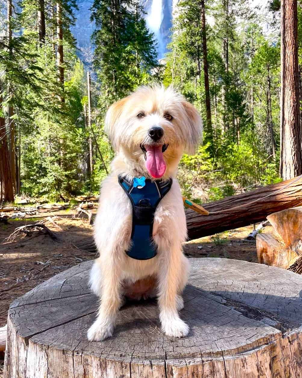 Husky Poodle Mix Info, Characteristics & Facts (With Pictures)