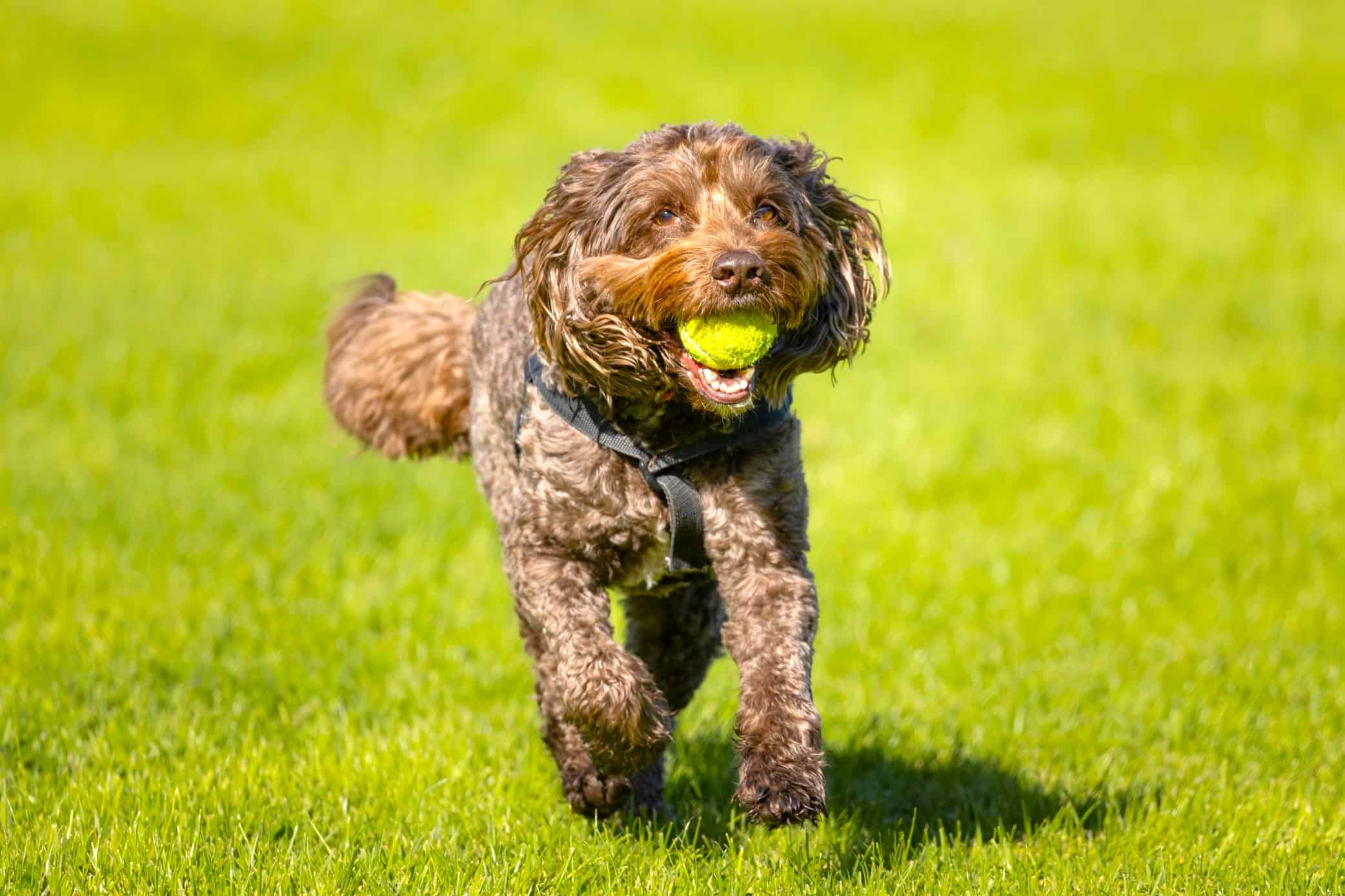 Mini Cockapoo Breed Information, Size, Pictures & Facts