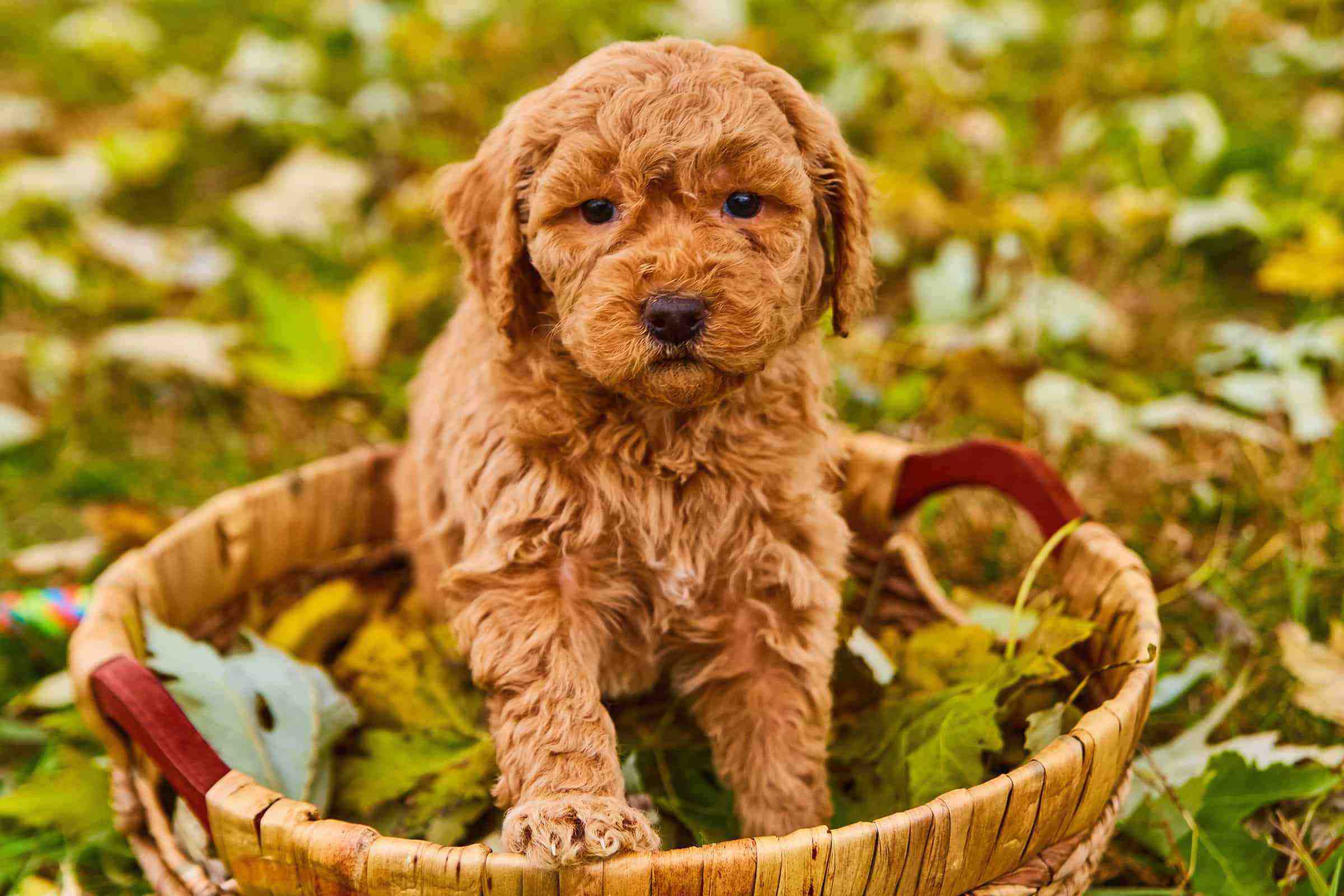 F1B Mini Goldendoodle Facts, Pictures, Size & Puppy Prices