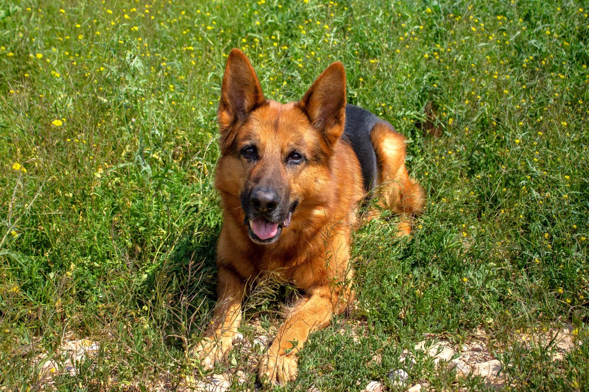 Miniature German Shepherd Facts About This MiniSized GSD!