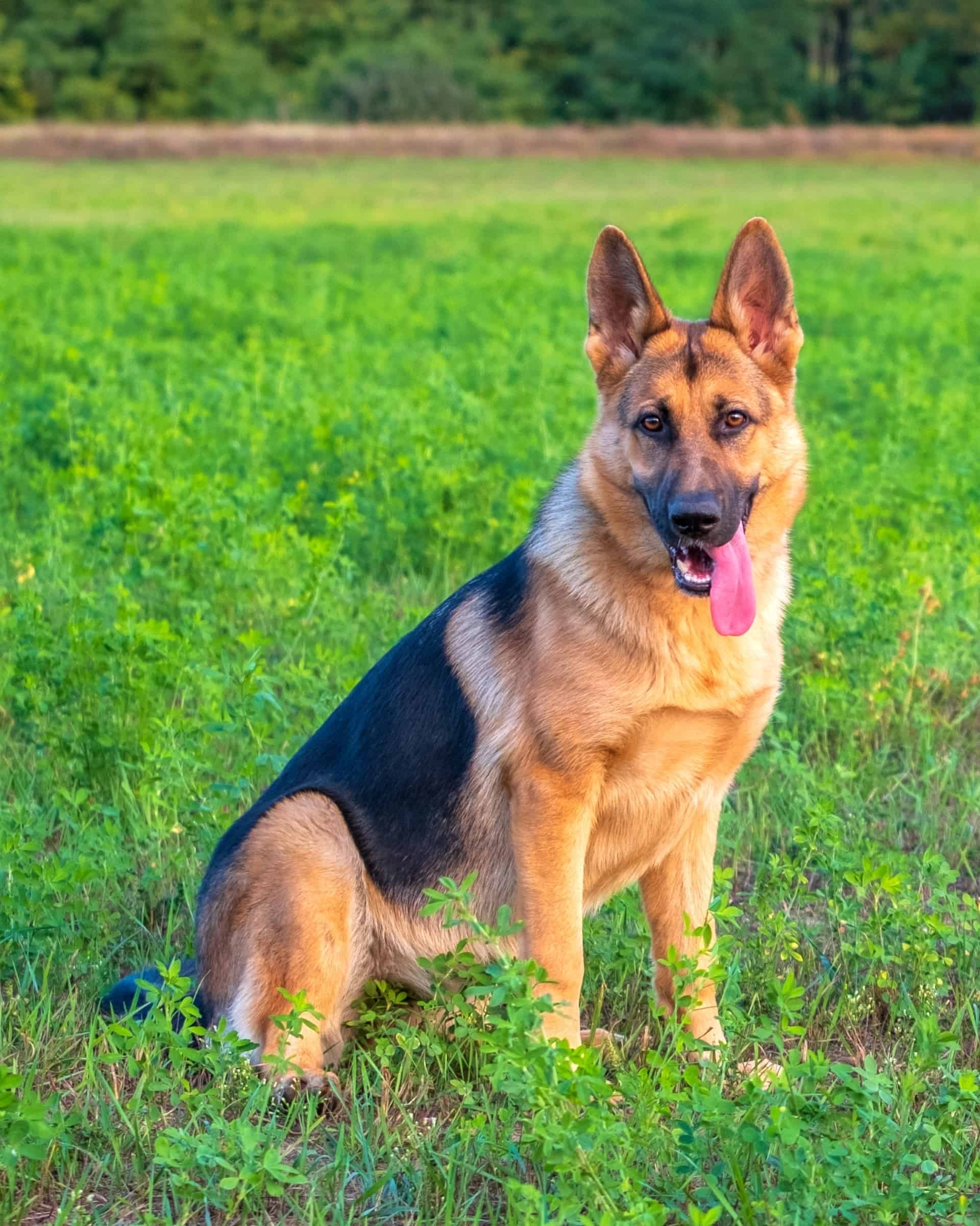 14 Different Types Of German Shepherds With Pictures 