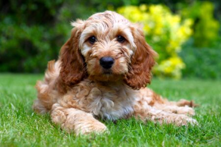 Spoodle Background Spoodle | Mixed Breed Information, Pictures, Traits & Facts