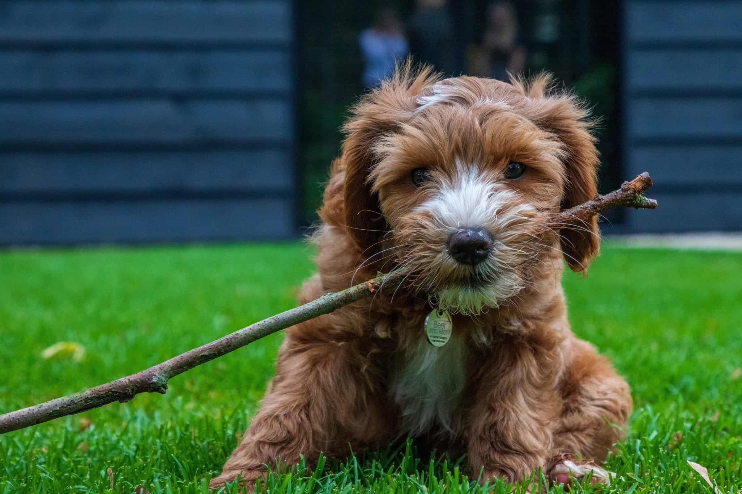 Teacup Labradoodle Info, Pictures, Health & More