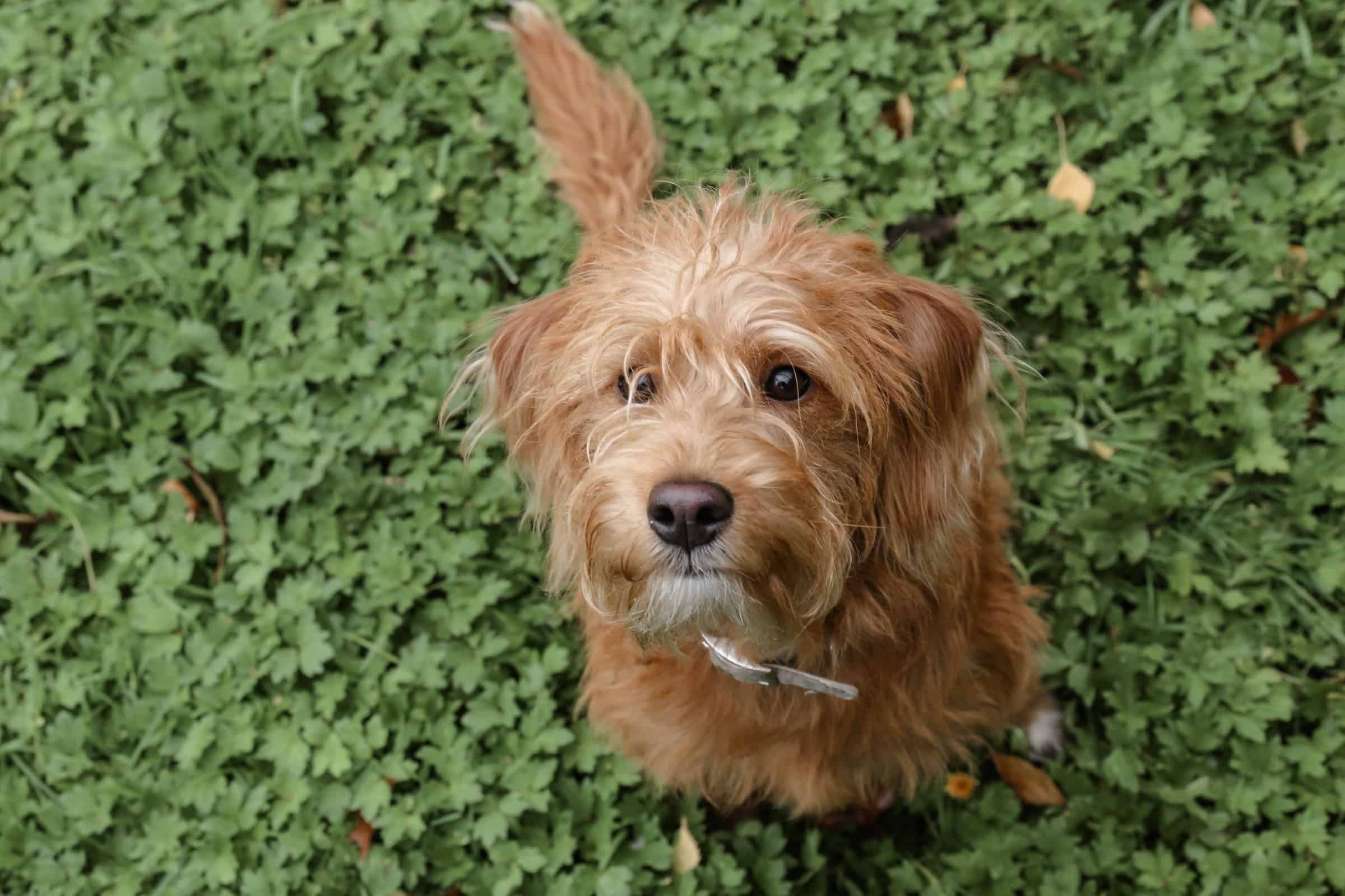 Teacup Labradoodle Info, Pictures, Health & More