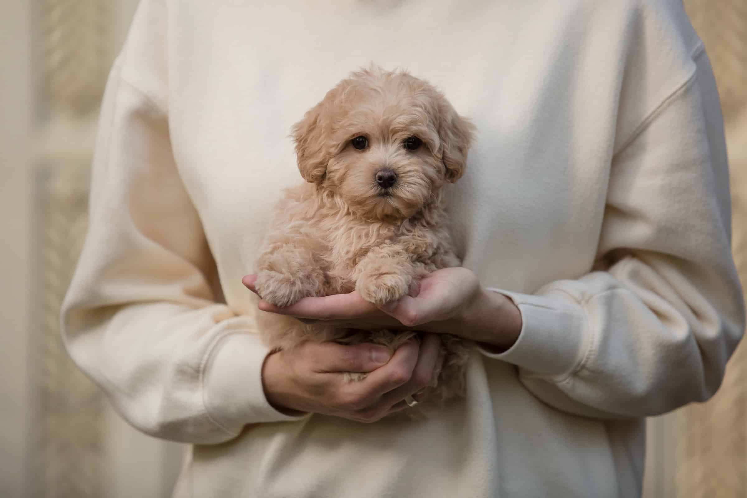 Teacup Maltipoo Facts About This Miniature Hybrid