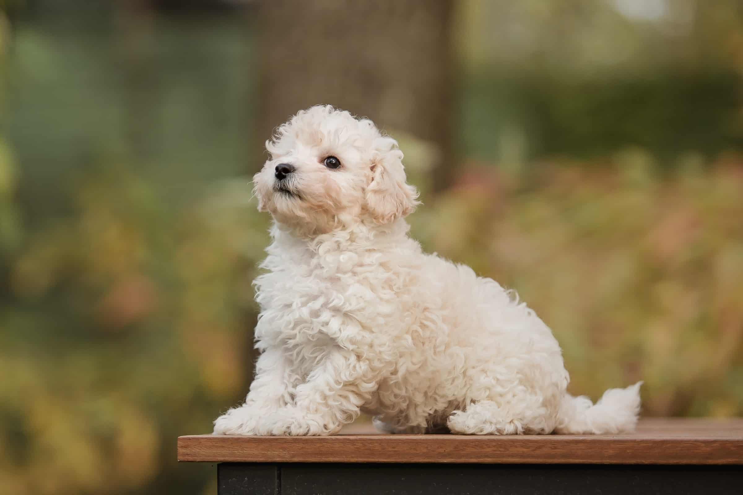 Teacup Maltipoo Facts About This Miniature Hybrid