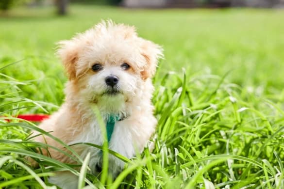 Teacup Maltipoo: Facts About This Miniature Hybrid