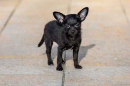 Chihuahua Poodle Mix (AKA Chipoo) Breed Info & Pictures