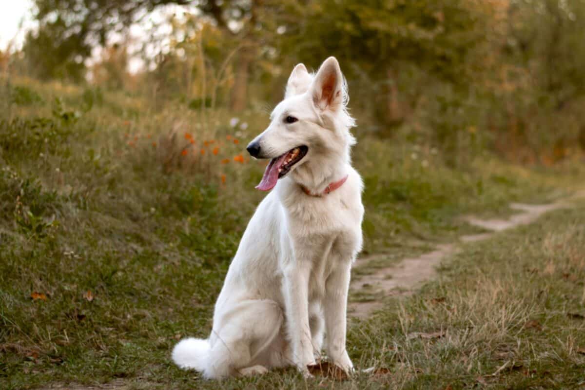 White German Shepherds: Everything You Need to Know