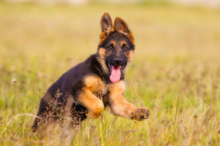 Miniature German Shepherd Facts About This MiniSized GSD!