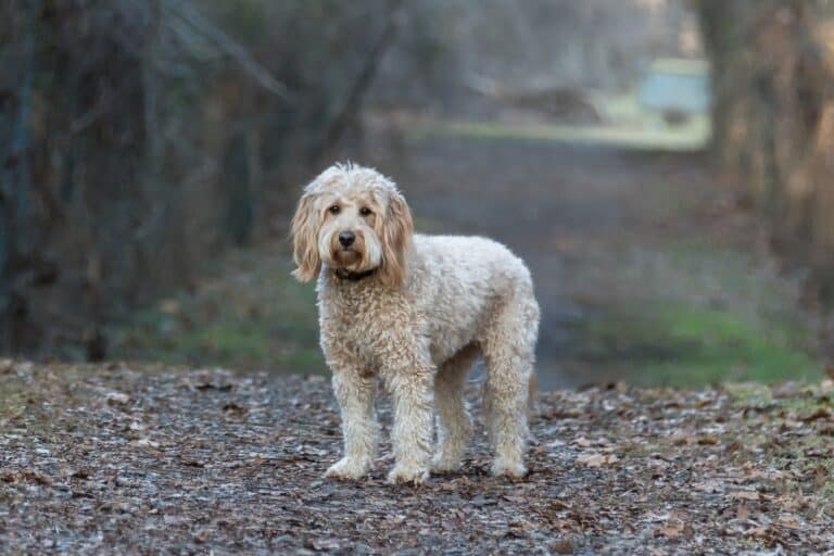 F1B Mini Goldendoodle Facts, Pictures, Size & Puppy Prices
