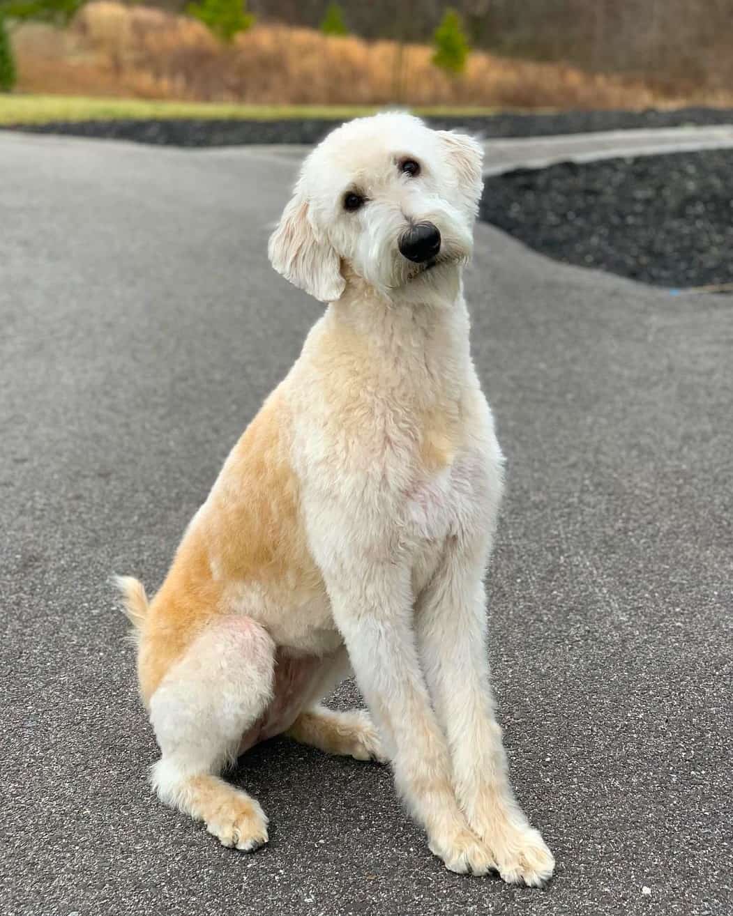 Native Doodle Irish Wolfadoodle | Mixed Breed Info, Pictures, Traits & Facts