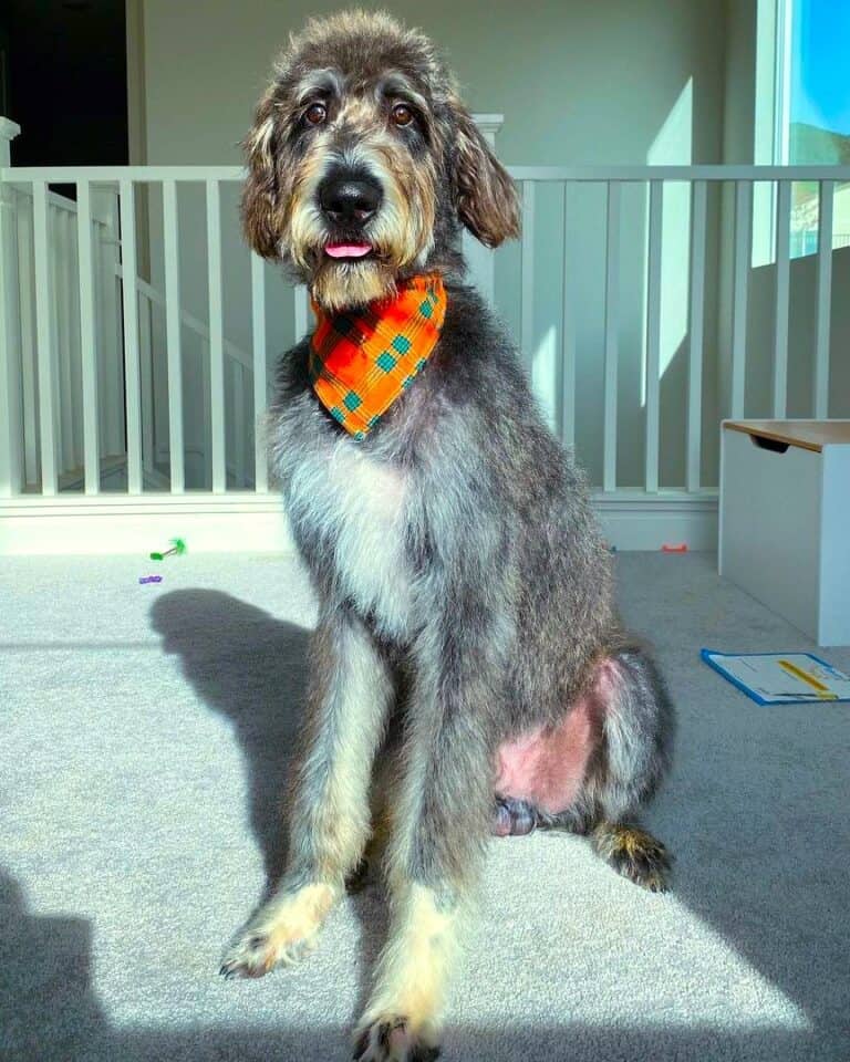 Native Doodle Irish Wolfadoodle | Mixed Breed Info, Pictures, Traits & Facts