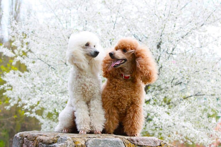 Male vs. Female Poodle: Which Is Better? - Happy Dog Breeds