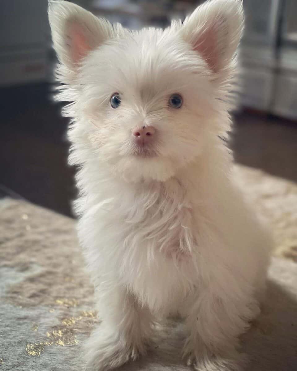 Pink Nose Yorkie