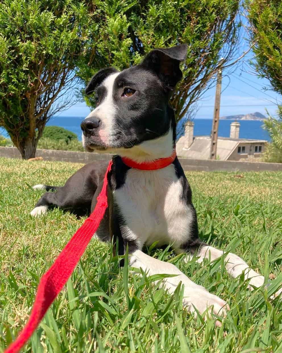 Lab Terrier Mix Breed Information, Pictures, Traits & Facts