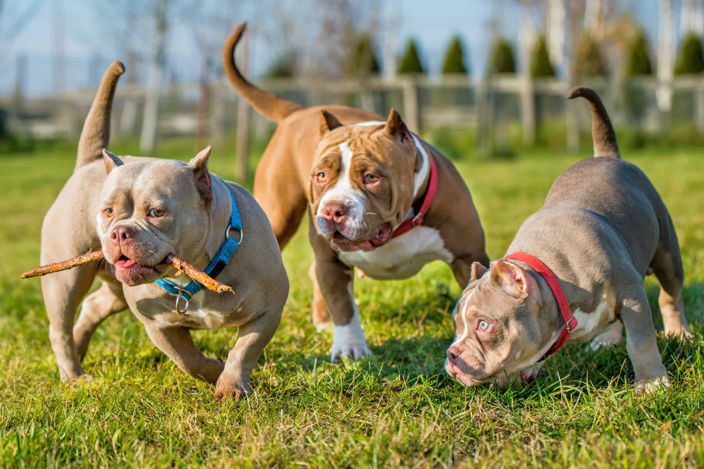 American Pocket Bully Breed Info, Pictures, Facts & Size
