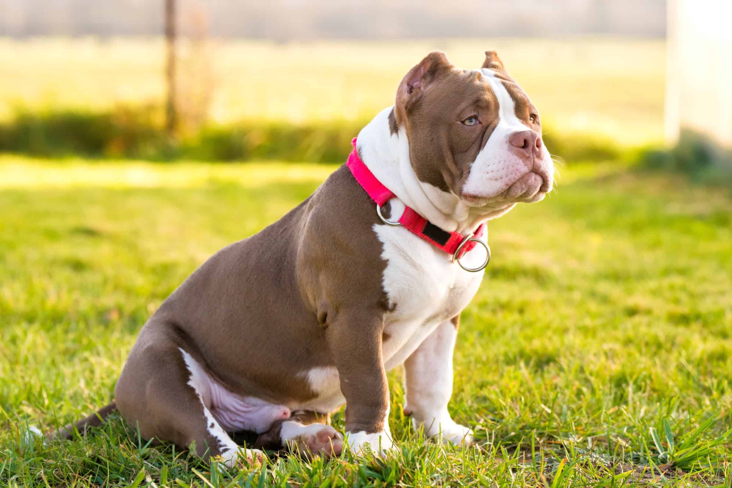 American Pocket Bully Breed Info, Pictures, Facts & Size