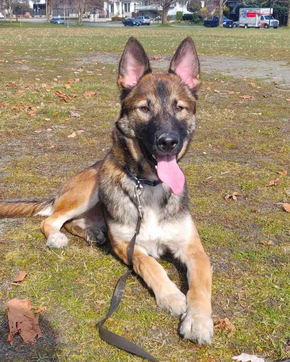 Belgian Malinois Husky Mix (Belusky) Info, Pictures & Facts