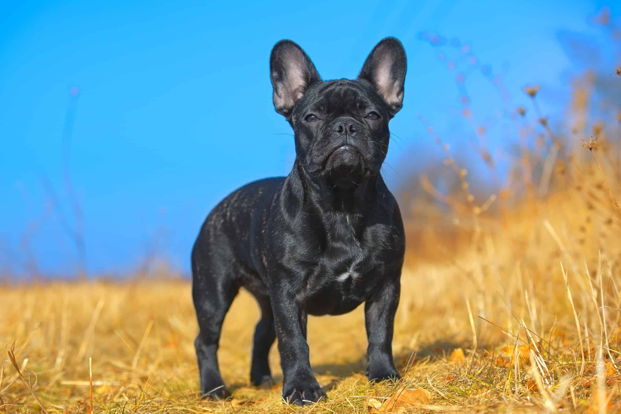 Black French Bulldog Appearance, Pictures & Facts