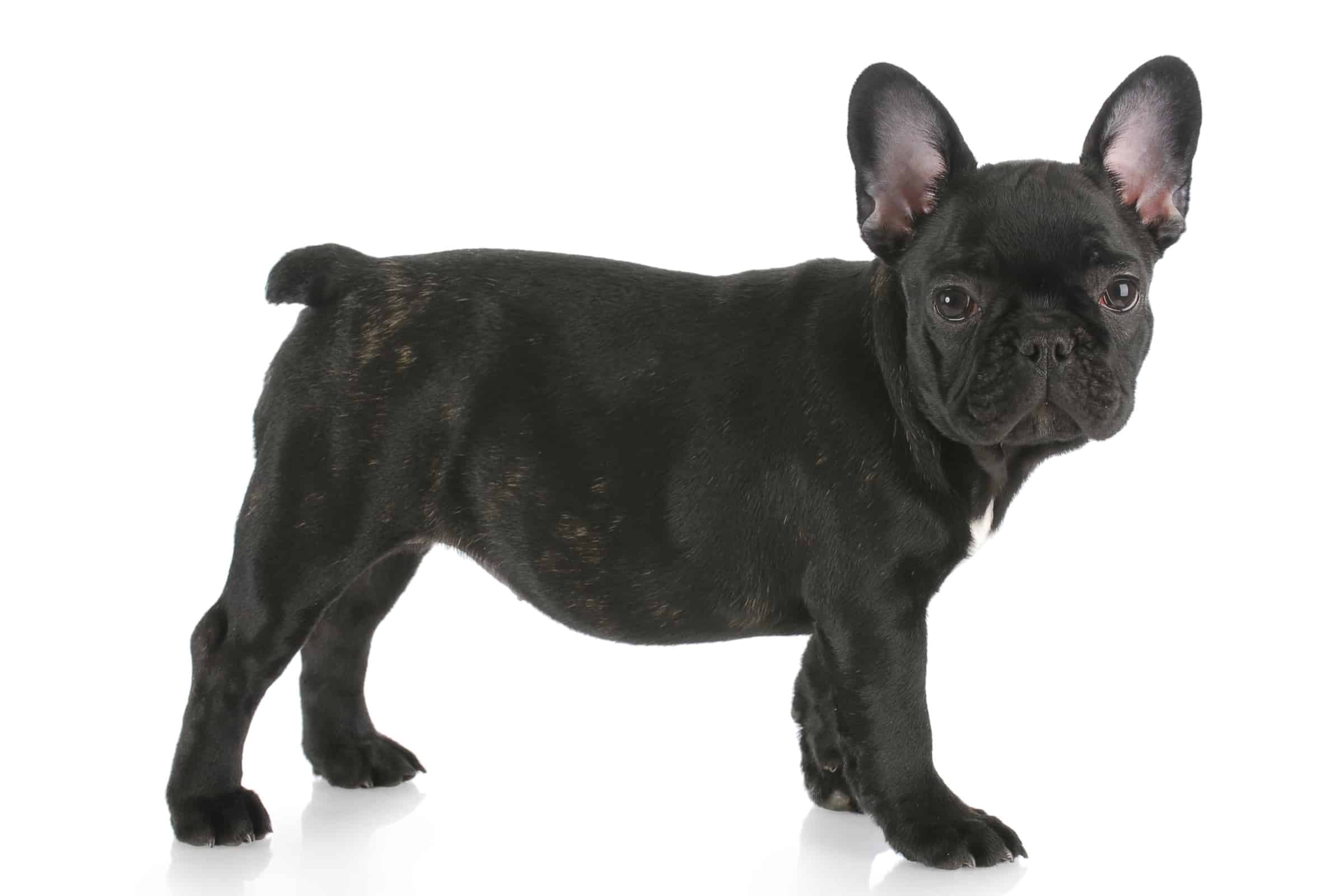 Black French Bulldog Appearance, Pictures & Facts