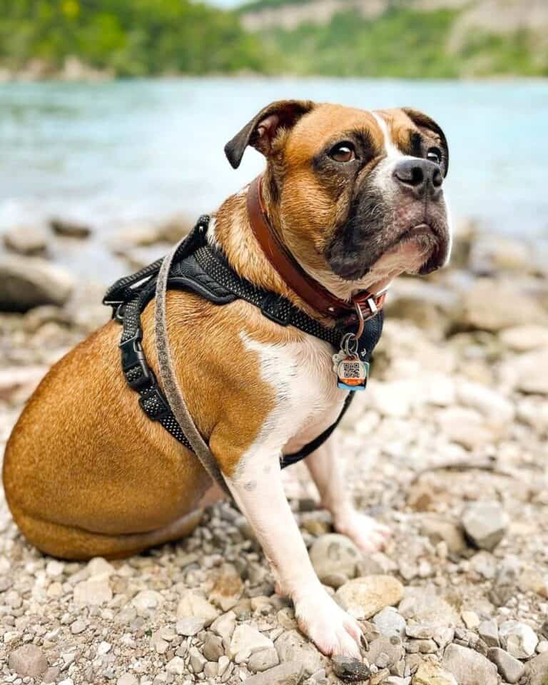 Miniature Boxer Breed Info, Pictures, Care Guide & Facts