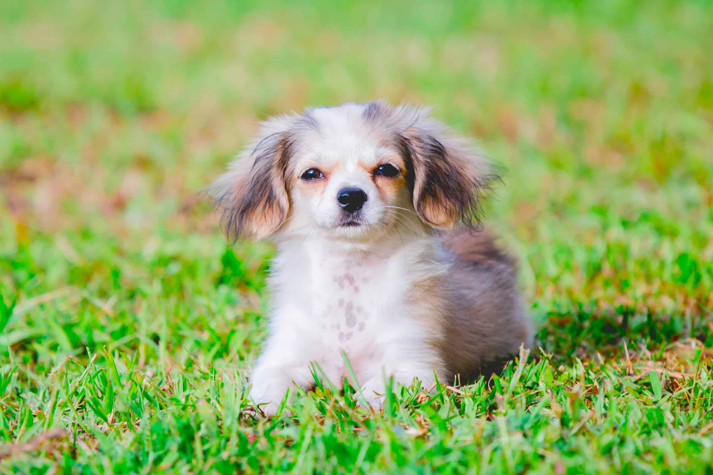 Chihuahua Shih Tzu Mix (Shichi) Info, Pictures, Traits & Facts