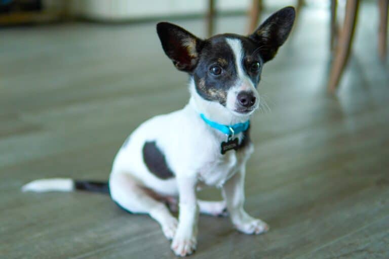 Chihuahua Terrier Mix: Breed Info, Traits & Facts (With Pictures)