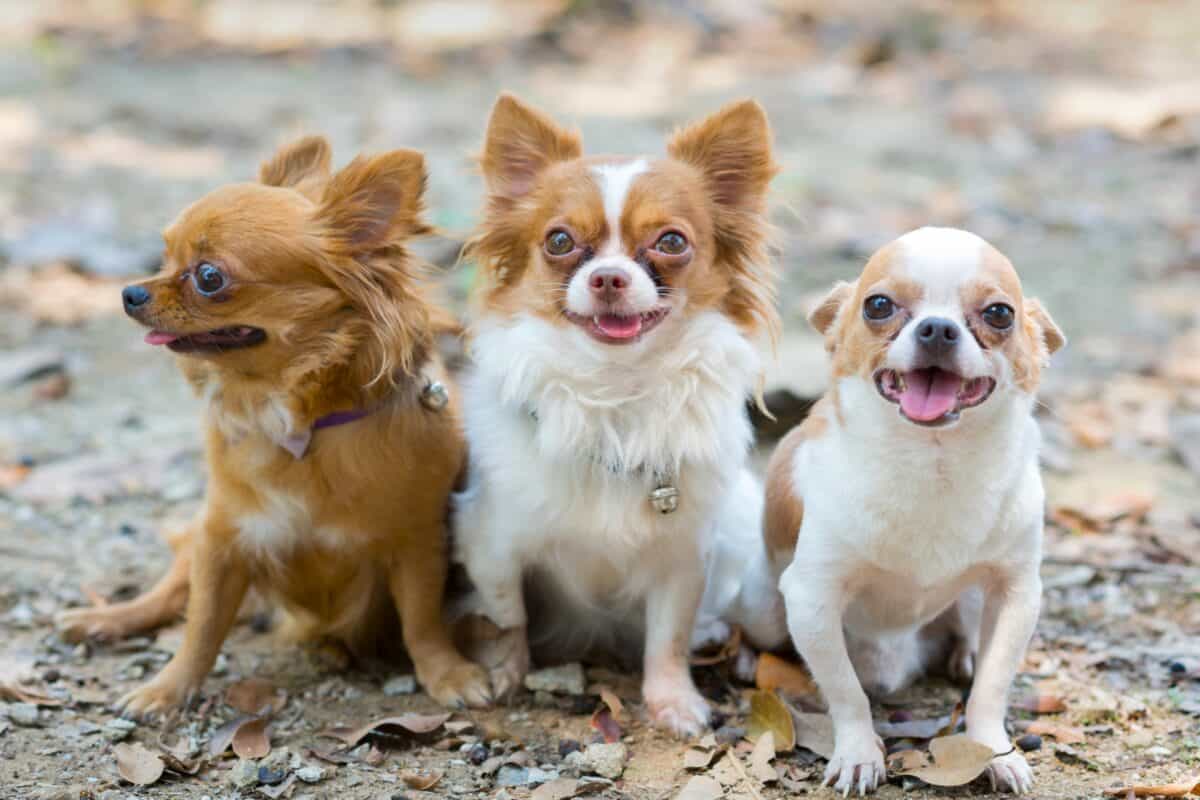 9 Types of Chihuahuas: Apple Head, Long Hair, Teacup & More!