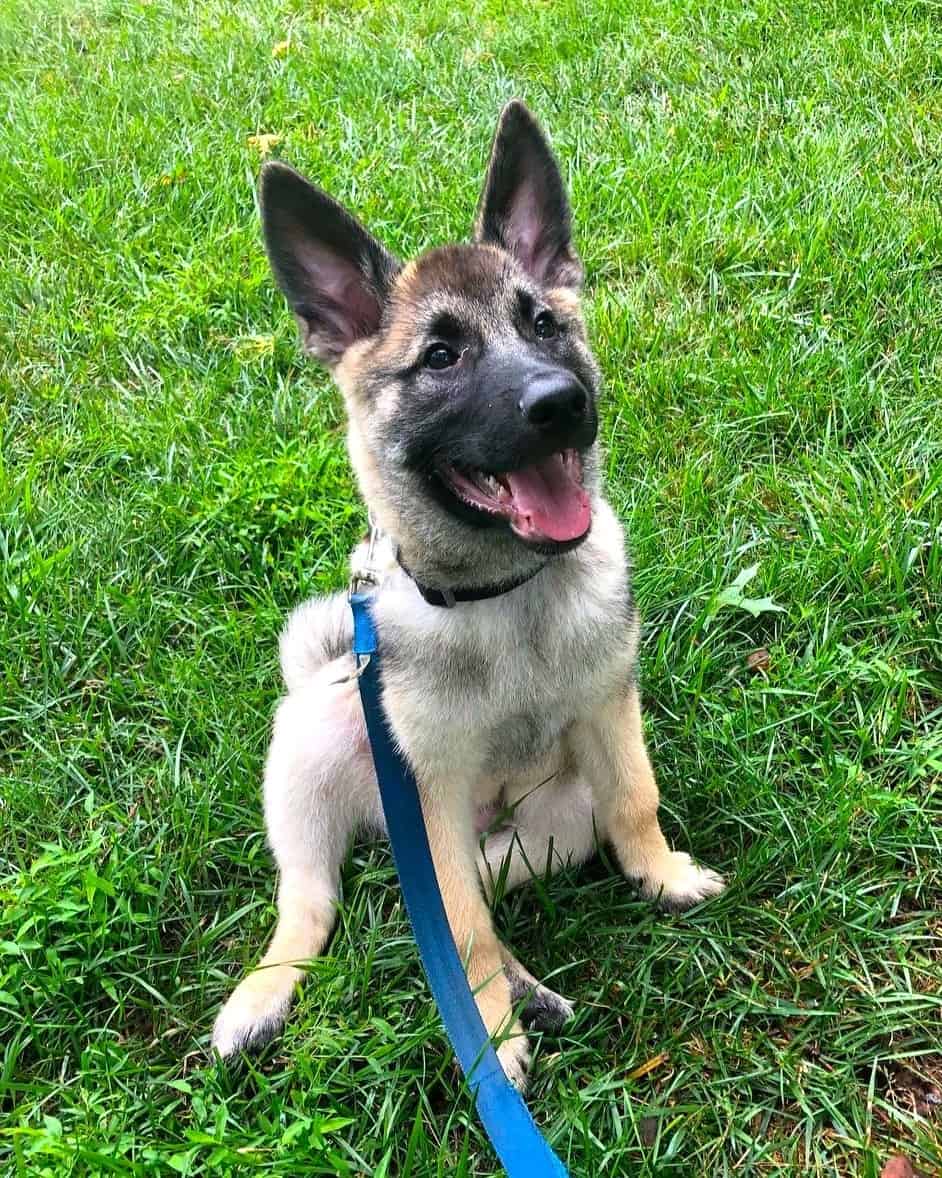 Norwegian Elkhound German Shepherd Mix (Facts & Pictures)