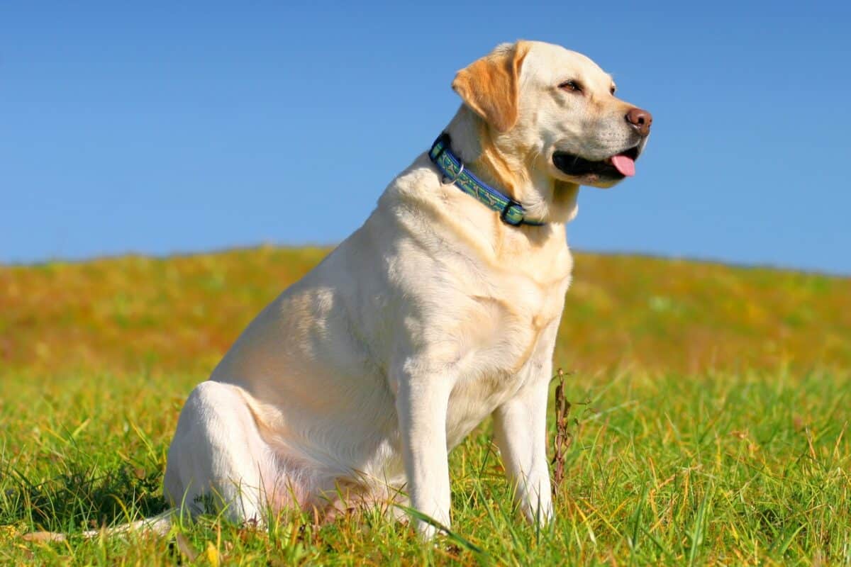 English Labrador: A Complete Guide to the English Lab